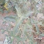 Atriplex laciniata 整株植物