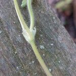 Geranium molle 树皮