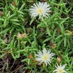 Lampranthus multiradiatus Хабит