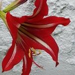 Amaryllis belladonnaKwiat