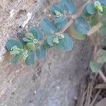 Euphorbia serpens Kvet