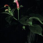 Centropogon cornutus Flower