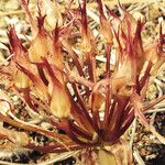 Allium falcifolium Bloem
