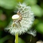 Taraxacum rubicundum Mbuma