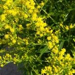 Solidago canadensisKwiat