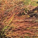 Themeda triandra Leaf