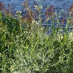 Nicotiana acuminata Habitat