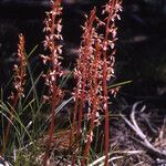 Corallorhiza mertensiana Buveinė