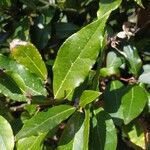 Laurus nobilisLeaf