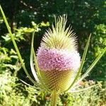 Dipsacus fullonumFlower