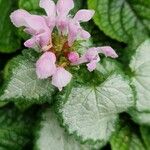 Lamium maculatum Blüte