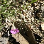 Ipomoea plummerae 整株植物