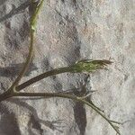 Ptychotis saxifraga Likasa