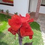 Canna indicaBloem