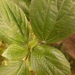 Acalypha aristata Hoja