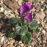 Phacelia calthifolia Habitatea