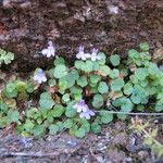 Cymbalaria aequitriloba Habit