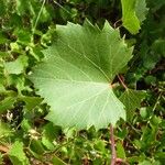 Vitis rupestris 叶