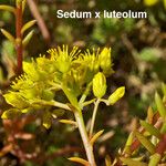 Petrosedum × luteolum