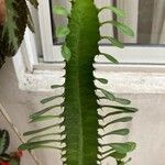 Euphorbia trigona Yaprak