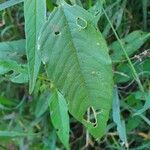 Digera muricata Leaf