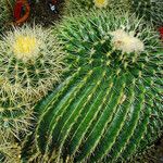 Echinocactus grusonii 葉