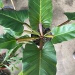 Philodendron melinonii Liść