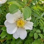 Rosa spinosissima Цветок