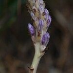 Orobanche arenaria Flors