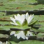 Nymphaea odorata 花