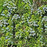 Echium decaisnei Floare