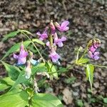 Lathyrus vernusBlüte