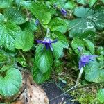 Viola reichenbachianaFlower