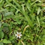 Sisyrinchium rosulatum Flower