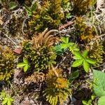 Lycopodium dendroideum Foglia