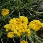 Helichrysum plicatum