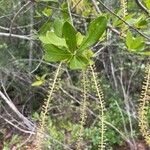 Cyrilla racemiflora Лист