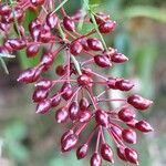 Smilax aspera ഫലം