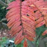 Sorbus scalaris Blad