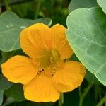 Tropaeolum minus പുഷ്പം