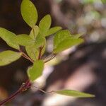 Guarea glabra Folla