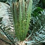 Encephalartos horridus Hábitos