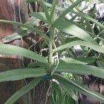 Acampe ochracea Feuille