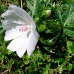 Malva moschata Цвят