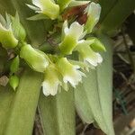 Calyptrochilum christyanum Кветка