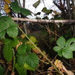 Rubus imbricatus Habitus