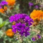 Verbena aristigera Кветка