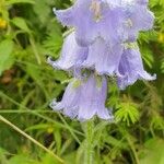 Campanula barbataCvet