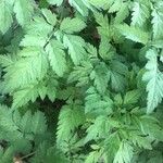 Chaerophyllum aureum List