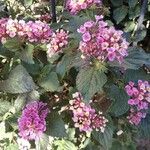 Lantana camaraFiore